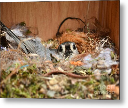 Titmouse Metal Print featuring the photograph Titmouse Nesting by Kathy Baccari