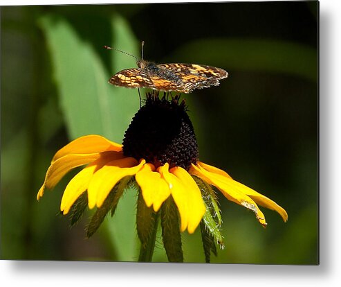 Butterfly Metal Print featuring the photograph To Top it Off by Steven Reed