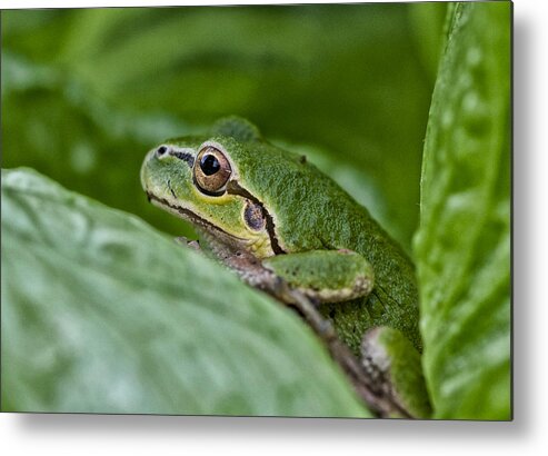 Betty Depee Metal Print featuring the photograph Tree Frog by Betty Depee