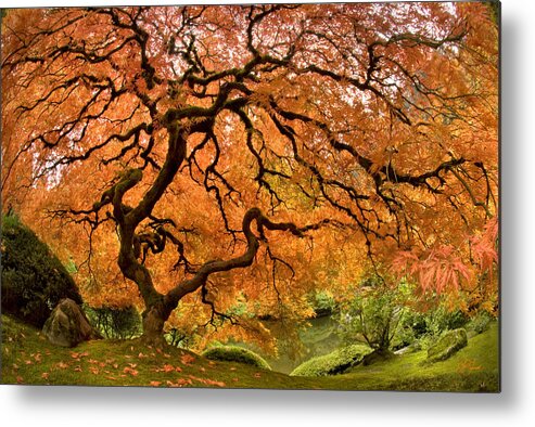 Tree Of Life Metal Print featuring the photograph Tree of Life by Lori Grimmett