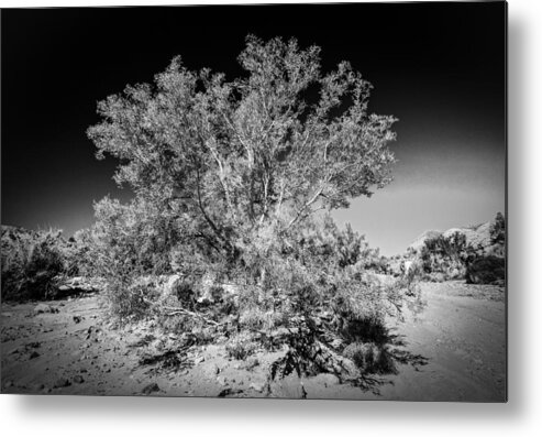 Tree Metal Print featuring the photograph Tree of the Desert by Dave Hall
