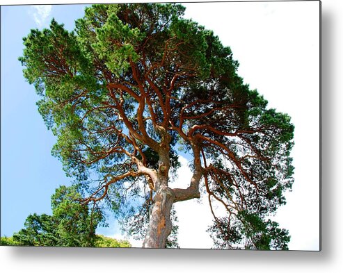 Tree Metal Print featuring the photograph Tree Top by Norma Brock