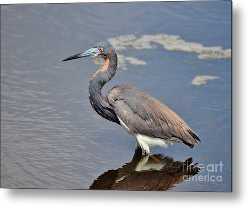 Heron Metal Print featuring the photograph Tri Colored Heron by Kathy Baccari
