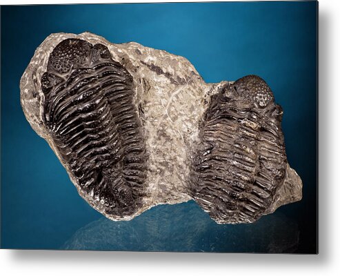 Africa Fossil Metal Print featuring the photograph Trilobite Fossils by Er Degginger