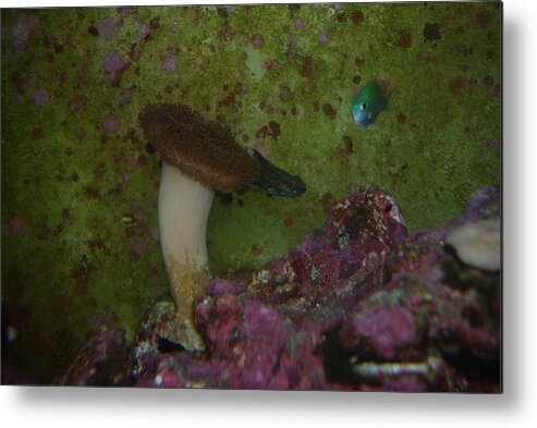 Taken Through Side Of Aquarium Metal Print featuring the photograph Tropical fish and coral by Robert Floyd