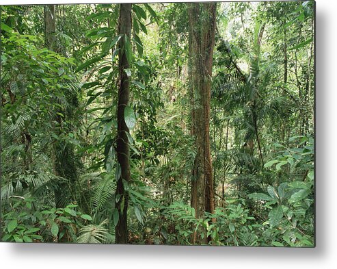 Feb0514 Metal Print featuring the photograph Tropical Rainforest Bellenden Ker by Gerry Ellis