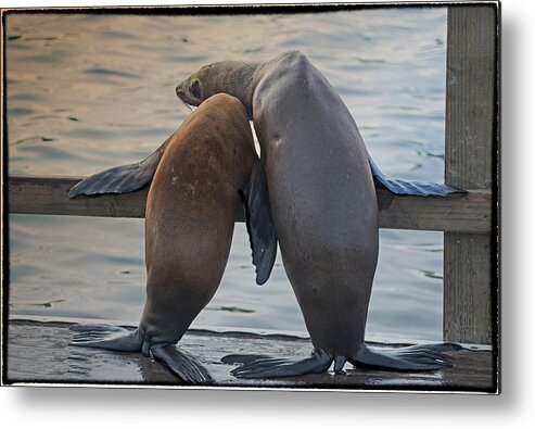Seal Metal Print featuring the photograph True Friend by Patricia Dennis
