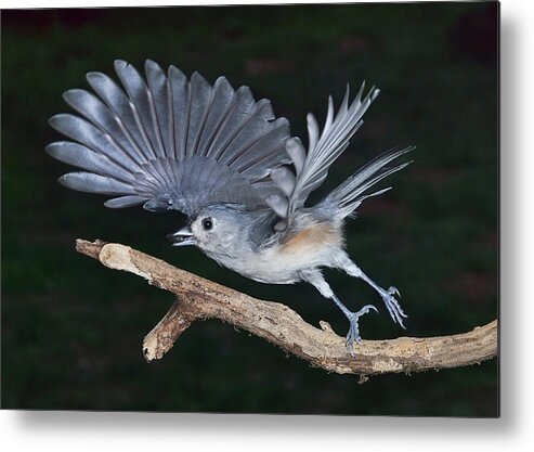 Bird Metal Print featuring the photograph Tufted Titmouse Take-off by Leda Robertson