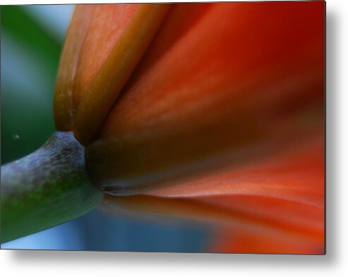 Macro Metal Print featuring the photograph Tulip Solo by Lyn Perry