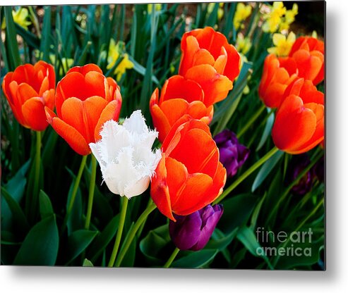 Tulips Metal Print featuring the photograph Tulips by Shijun Munns