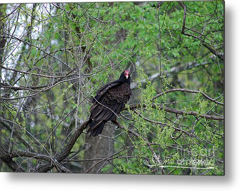 Turkey Vulture Metal Print featuring the photograph Turkey Vulture 20120430_47a by Tina Hopkins