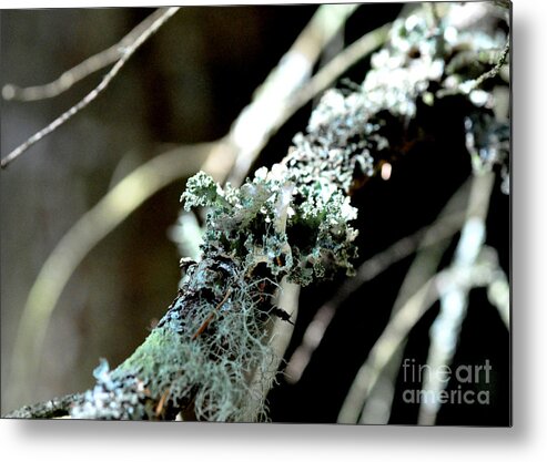 Tree Metal Print featuring the photograph Turquoise Lichen by Tatyana Searcy