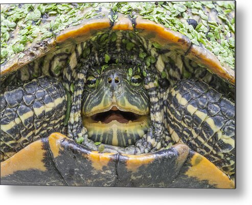 Turtle Metal Print featuring the photograph Turtle Covered with Duckweed by Steven Schwartzman