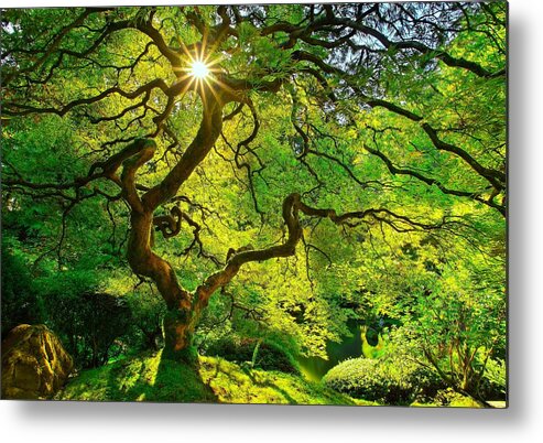 Tree Metal Print featuring the photograph Twist Of Life by Kadek Susanto