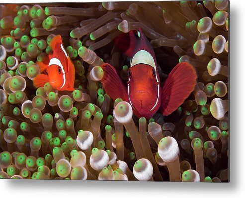 Anemone Metal Print featuring the photograph Two Clownfish (amphiprion Ocellaris by Jaynes Gallery