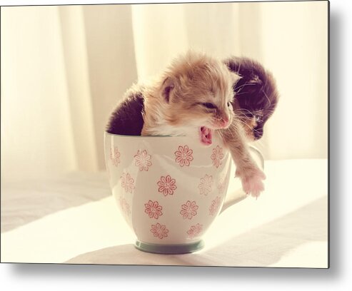 Two Metal Print featuring the photograph Two Cute Kittens in a Cup by Spikey Mouse Photography