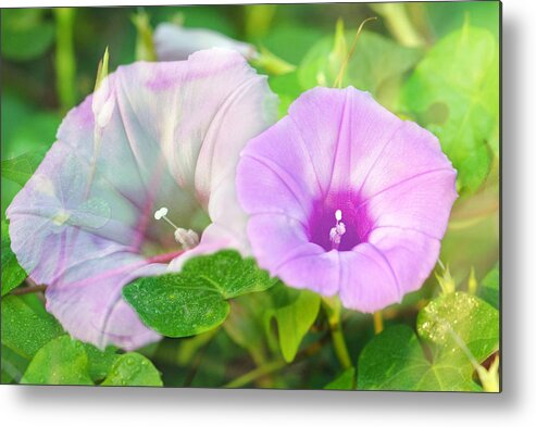Macro Metal Print featuring the photograph Two Morning Glories by Susan Moody