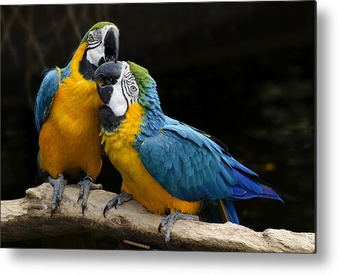  Sweet Metal Print featuring the photograph Two Parrots Squawking by Dave Dilli