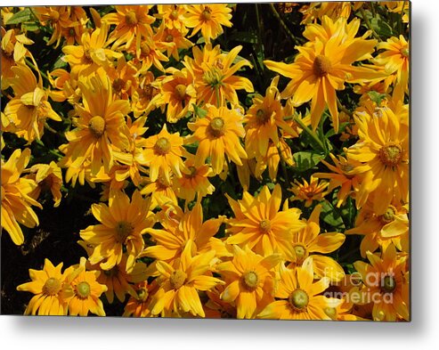 Two Toned Metal Print featuring the photograph Two Toned Yellow Blooms by Eunice Miller