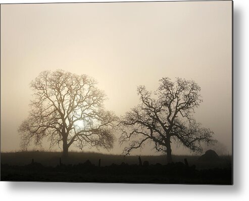Chico Metal Print featuring the photograph Two Trees In Fog by Robert Woodward