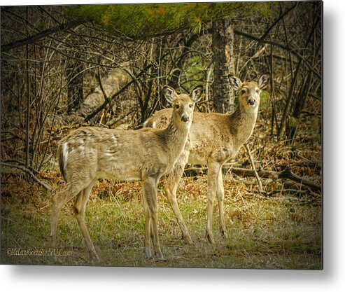 Two Metal Print featuring the photograph Two White Tailed Deer by LeeAnn McLaneGoetz McLaneGoetzStudioLLCcom