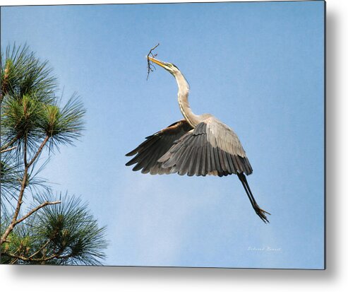 Blue Heron Metal Print featuring the photograph Up To The Nest by Deborah Benoit