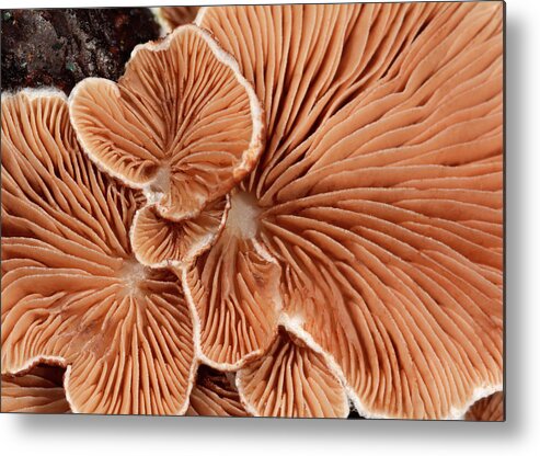 Biology Metal Print featuring the photograph Variable Oysterling Fungus Gills by Nigel Downer/science Photo Library