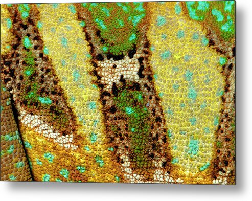 Nobody Metal Print featuring the photograph Veiled Chameleon Skin by Nigel Downer