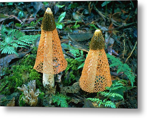 00250358 Metal Print featuring the photograph Veiled Lady Mushrooms by Glen Threlfo