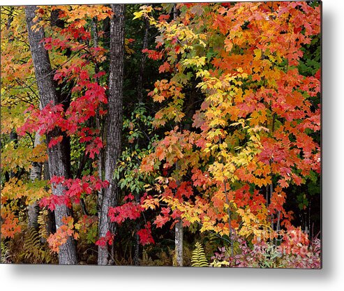 Fall Metal Print featuring the photograph Vermont October Woods by Alan L Graham