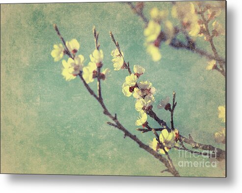 Blossom Metal Print featuring the photograph Vintage cherry blossom by Jelena Jovanovic