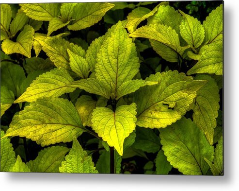 Bloom Metal Print featuring the photograph Vintage Green Coleus Plant by Dennis Dame