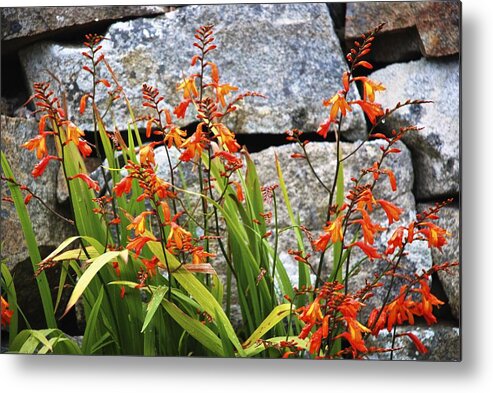 Flowers Metal Print featuring the photograph Wallflowers by Norma Brock
