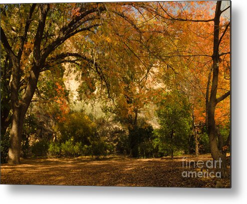 Chinese Pistachios Metal Print featuring the photograph Warmth of Autumn by Tamara Becker