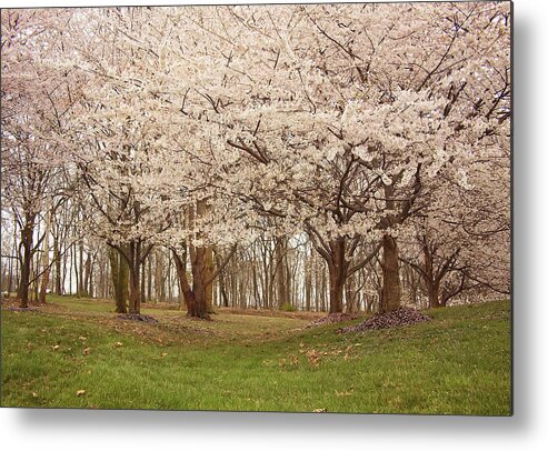 Flower Metal Print featuring the photograph Washington DC Cherry Blossoms by Kim Hojnacki