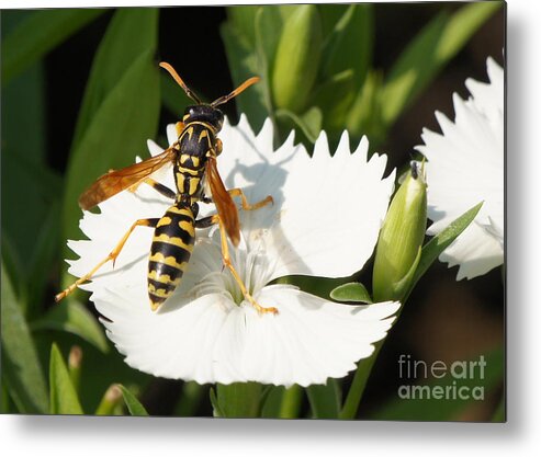 Wasp Metal Print featuring the photograph Wasp on Dianthus Floral Lace White Flower 3 by Robert E Alter Reflections of Infinity