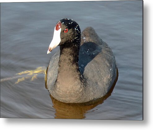 American Coot Metal Print featuring the photograph Water drops Halo by Julie Cameron