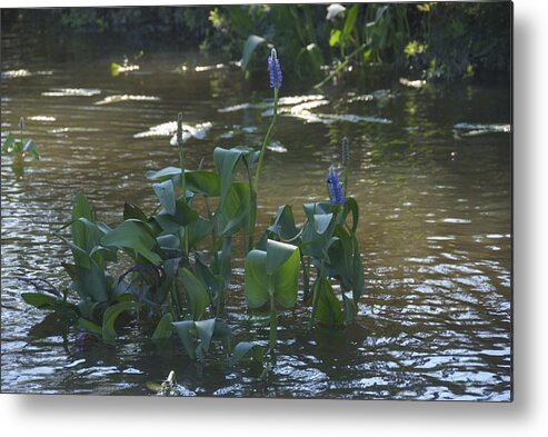 Flower Metal Print featuring the photograph Water Flower by Ralph Jones