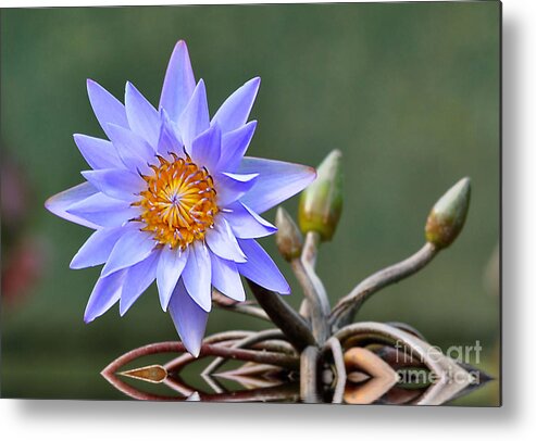 Flowers Metal Print featuring the photograph Water Lily Reflections by Kathy Baccari