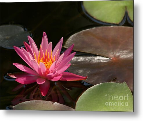 Landscape Metal Print featuring the photograph Water Lily Soaking up the Sunlight by Sabrina L Ryan