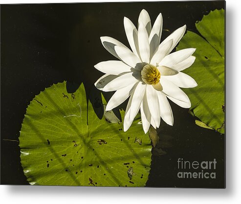 Water Lily Metal Print featuring the photograph Waterlily Through a Fence by Terry Rowe