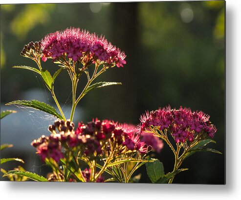 Flower Metal Print featuring the photograph Web by Joe Winkler