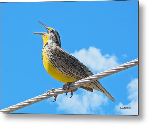 Western Meadowlark Metal Print featuring the photograph Western Meadowlark Singing from a Wire by Stephen Johnson