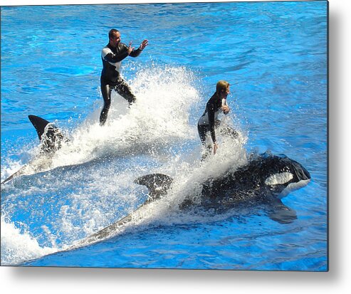 Sea World Metal Print featuring the photograph Whale Racing by David Nicholls