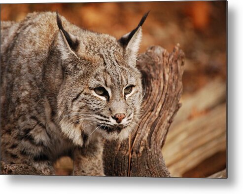 Bobcat Metal Print featuring the photograph What A Face by Lori Tambakis