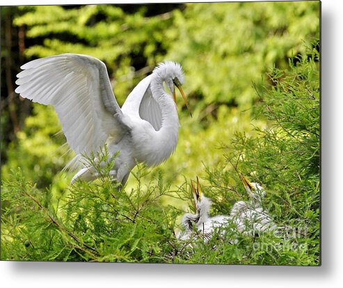 Egret Metal Print featuring the photograph Where's Our Lunch Ma by Kathy Baccari