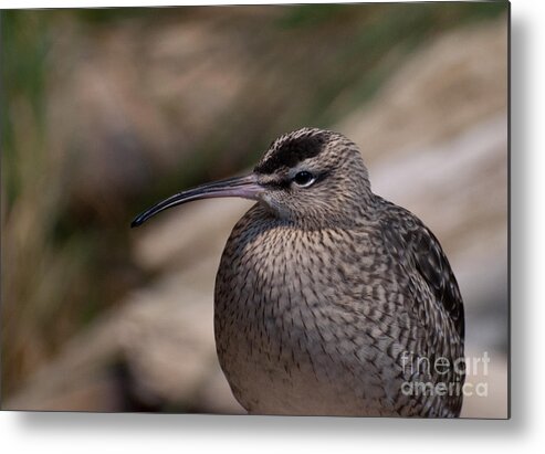 Whimbrel Metal Print featuring the photograph Whimbrel by Bianca Nadeau