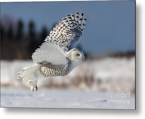 Art Metal Print featuring the photograph White angel - Snowy owl in flight by Mircea Costina Photography