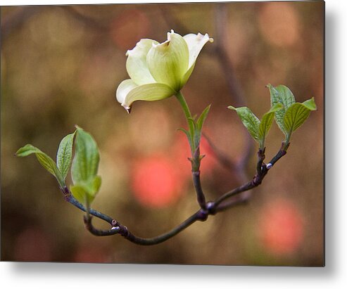 Botanical Metal Print featuring the photograph White Dogwood in early spring by Frank Tozier