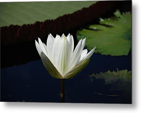 Water Metal Print featuring the photograph White Flower Growing Out of Lily Pond by Jennifer Ancker